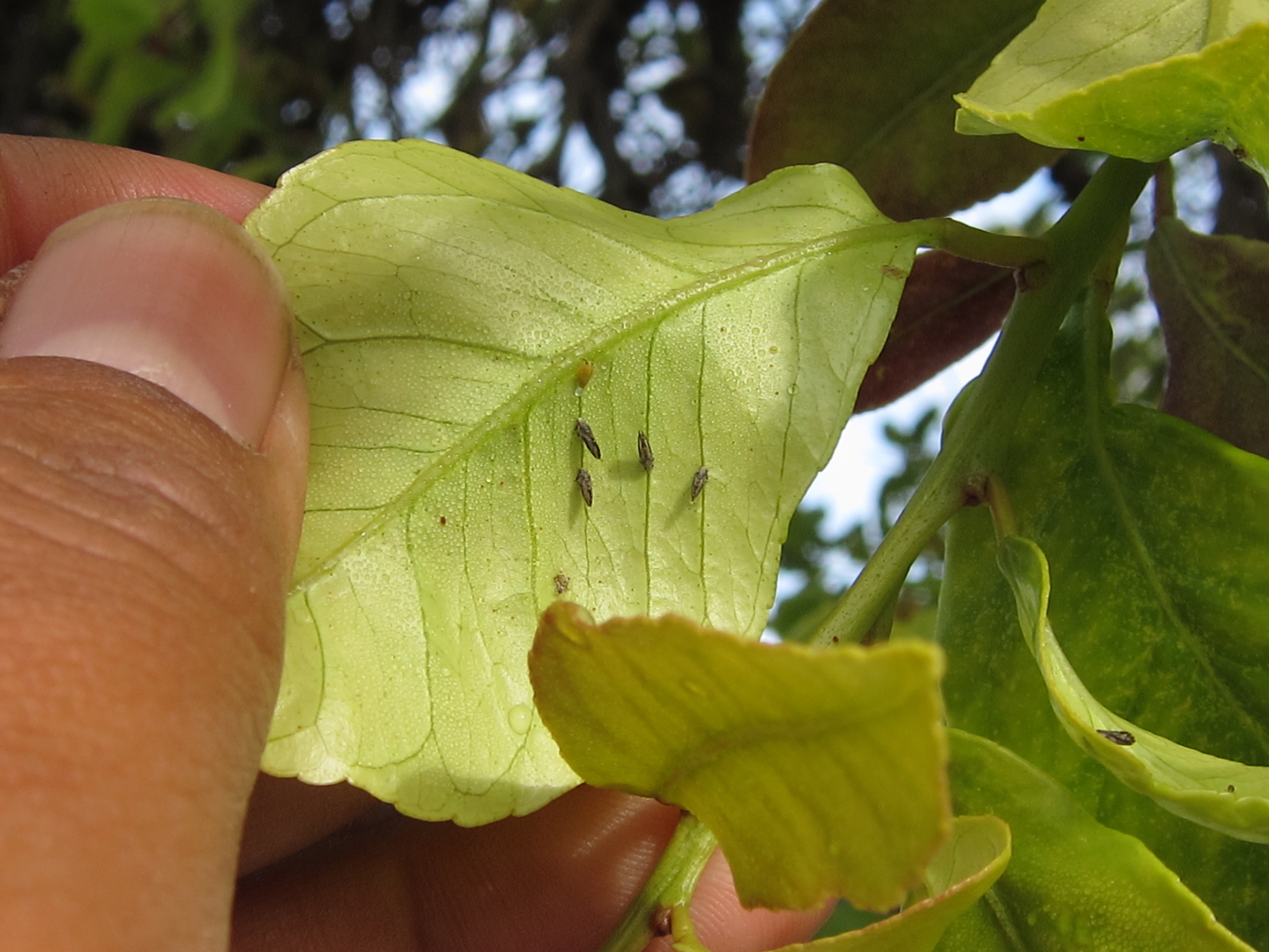 CA Citrus Mutual - Asian citrus psyllid