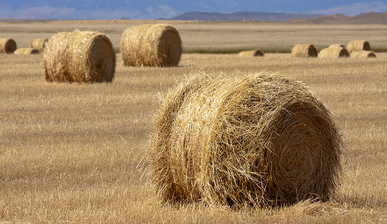 Hay