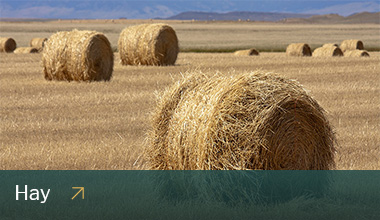 Bales of hay in a field