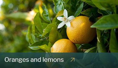 Two lemons on a tree