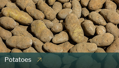 Ariel view of rows of potatoes