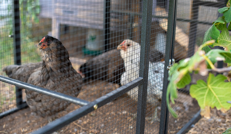 Little Lighthouse chickens