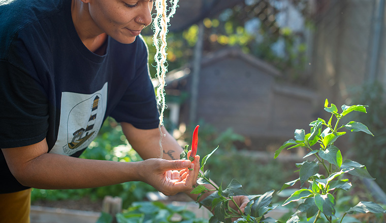 Picking peppers