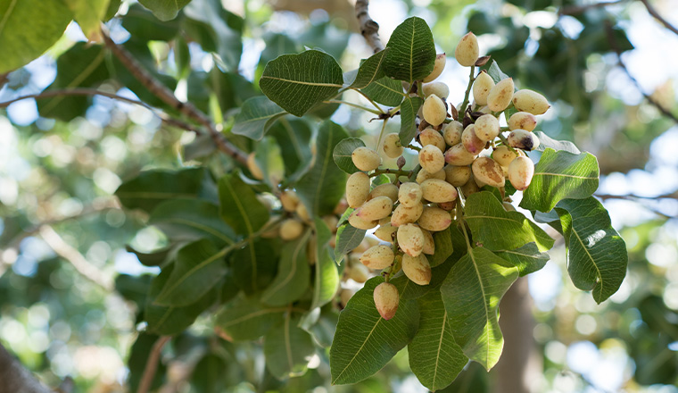 Pistachio tree